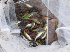 Enteromius neumayeri