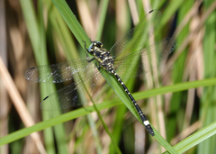 Eusynthemis deniseae
