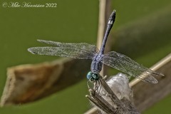Micrathyria aequalis