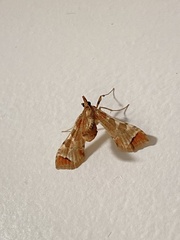 Leucinodes cordalis