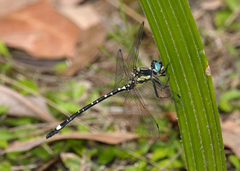 Eusynthemis deniseae