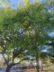 Tipuana tipu
