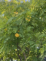 Tipuana tipu