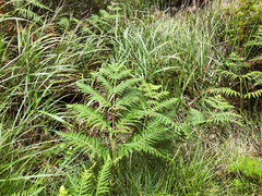 Pteridium revolutum