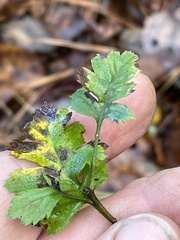 Crataegus marshallii