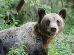 Ursus arctos arctos
