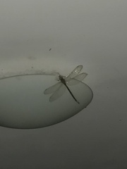 Gynacantha