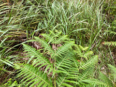 Pteridium revolutum