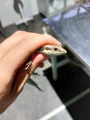 Varzea altamazonica