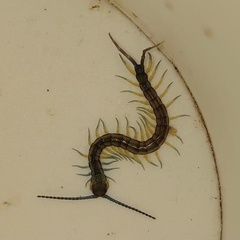 Scolopendra mutilans