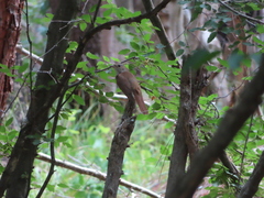 Luscinia megarhynchos