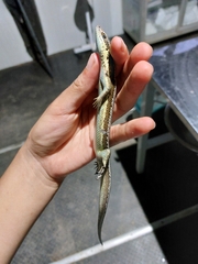 Varzea altamazonica