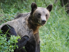 Ursus arctos arctos
