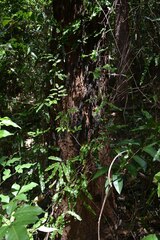 Lygodium reticulatum