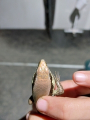 Varzea altamazonica