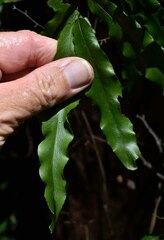Lygodium reticulatum