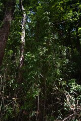 Lygodium reticulatum