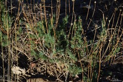 Santolina rosmarinifolia