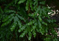 Lygodium reticulatum