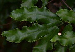 Lygodium reticulatum