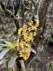 Oncidium