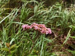 Spiraea formosana