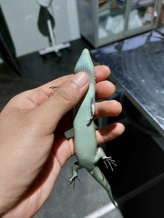 Varzea altamazonica