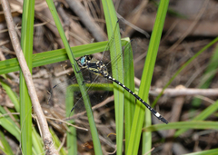 Eusynthemis deniseae