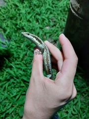 Varzea altamazonica