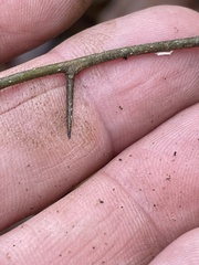 Crataegus marshallii