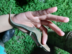 Varzea altamazonica
