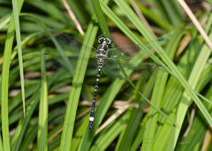 Eusynthemis deniseae