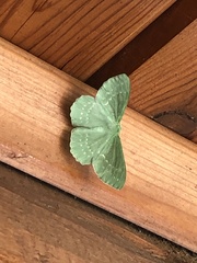 Geometra papilionaria