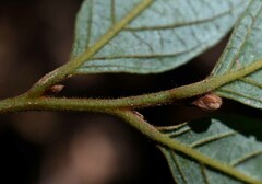 Endiandra hypotephra