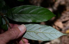 Endiandra hypotephra