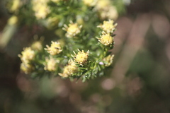 Baccharis pteronioides