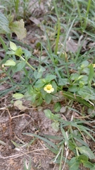 Mecardonia procumbens