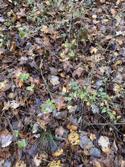 Crataegus marshallii