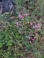 Lopezia racemosa