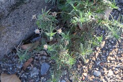 Plantago sempervirens