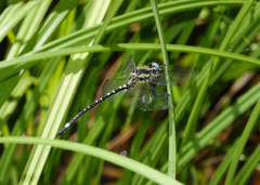 Eusynthemis deniseae