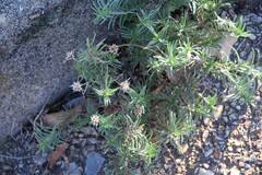 Plantago sempervirens