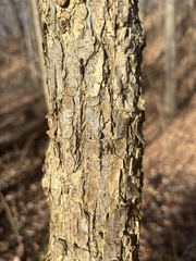 Ulmus rubra