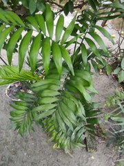 Chamaedorea elegans