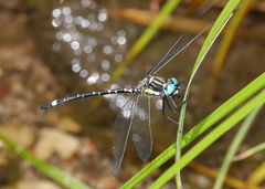 Eusynthemis deniseae