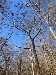Ulmus rubra