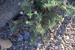 Plantago sempervirens