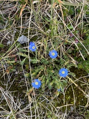 Gentiana sedifolia