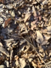 Ulmus rubra