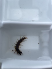 Archichauliodes diversus